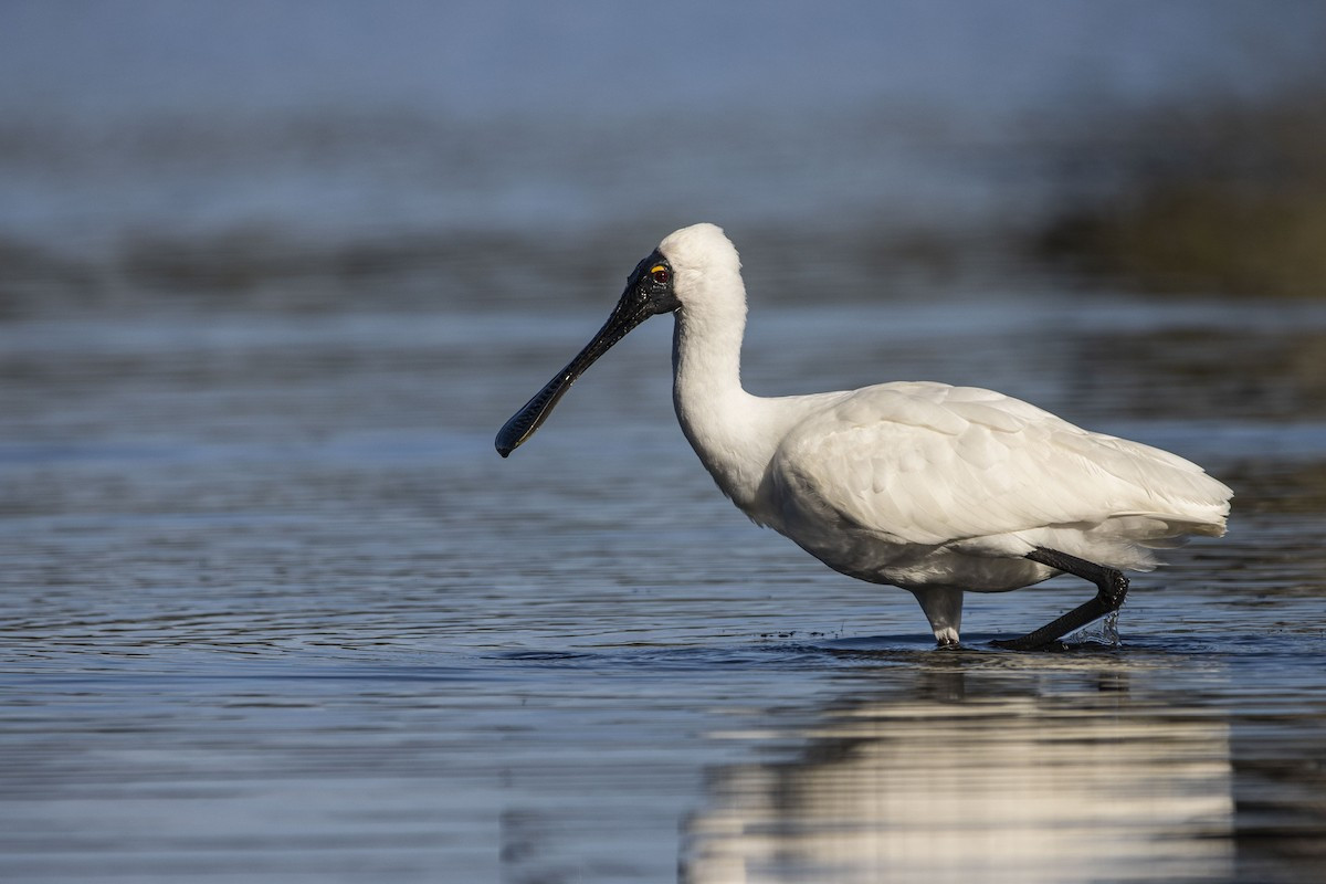 Hasties Swamp National Park Birdingplaces